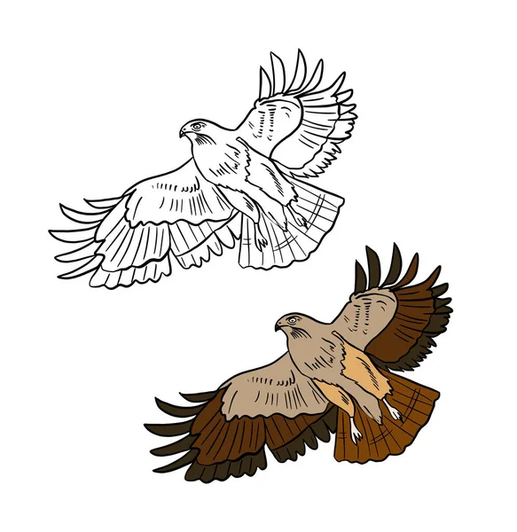 Ilustrasi untuk buku mewarnai dalam warna dan hitam dan putih. Menggambar elang pada latar belakang putih yang terisolasi. — Stok Foto