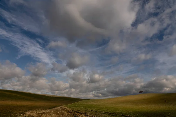 Eenzame Boom Toscane Met Bewolkte Lucht — Stockfoto