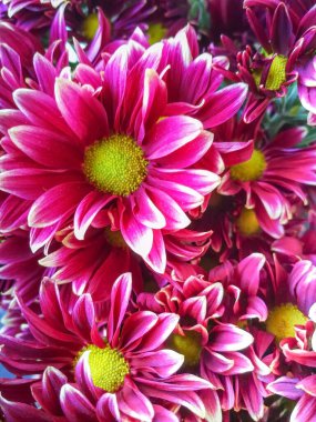 Parlak güzel bir buket kırmızı çiçek, parça parça, yakın plan