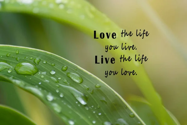 Motivational Quote Fresh Nature Blurred Green Leaf Background Love Life — Fotografia de Stock