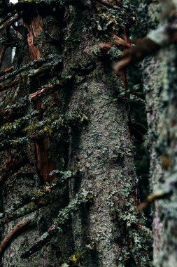 Peri masalı arka planı Eski yosunlu ağaçlar Işıl ışıl meşe gövdeler. Büyülü ormanlık. Yüksek kalite fotoğraf