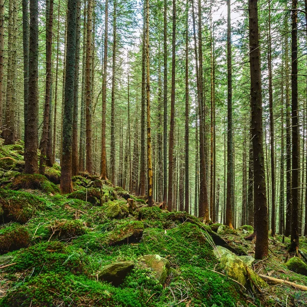 A forest trail in a deep forest with sunshade. Rocks covered with moss. High quality photo