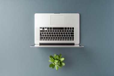 Bilgisayarlı iş geçmişi ve gri masadaki yeşil çiçek. Ofis masaüstü. Üst görünüm