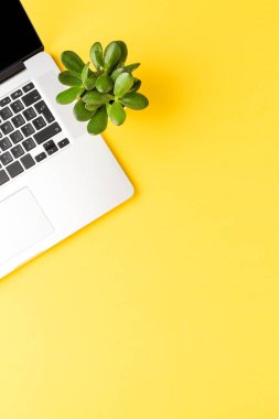 Sarı masada yeşil bitkisi olan zarif bir laptop. Kopyalama alanı olan arkaplan 
