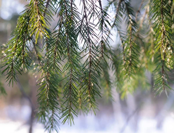 Ein Vorhang Aus Tannenzweigen Wald Einem Sonnigen Wintertag — Stockfoto