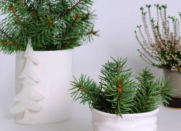 Mavi ladin dalları küçük seramik kaplarda, beyaz arka planda yakın plan görüntüsünde.