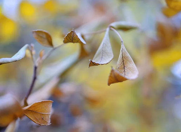 Peu Feuilles Jaunes Automne Sur Les Branches Des Arbres Dans — Photo