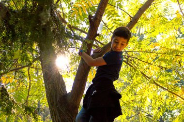Low angle view of happy kid having fun while climbing on a tree in nature. 