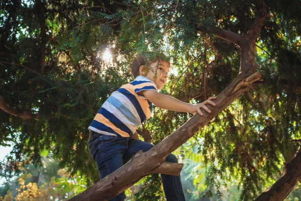 Playful Kid Climbing Tree Having Fun Park — Foto Stock