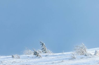 Karlı bir dağın yamacında yalnız bir ağaç.