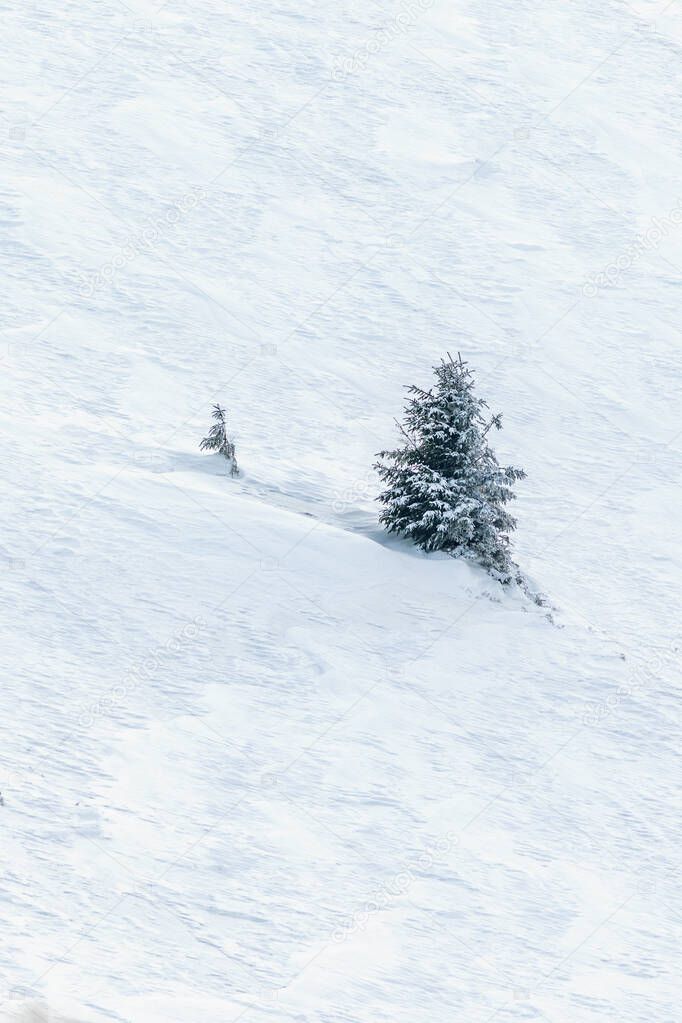 Lonely tree on the slope of a snowy mountain