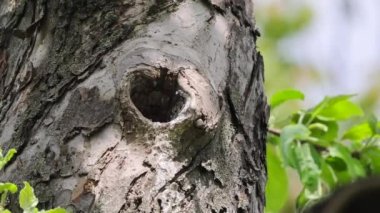 A starling feeds its chick, which sits in the hollow of a tree in its nest
