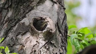 A starling feeds its chick, which sits in the hollow of a tree in its nest