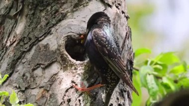 A starling feeds its chick, which sits in the hollow of a tree in its nest