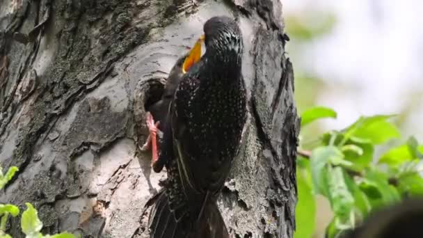 A starling feeds its chick, which sits in the hollow of a tree in its nest