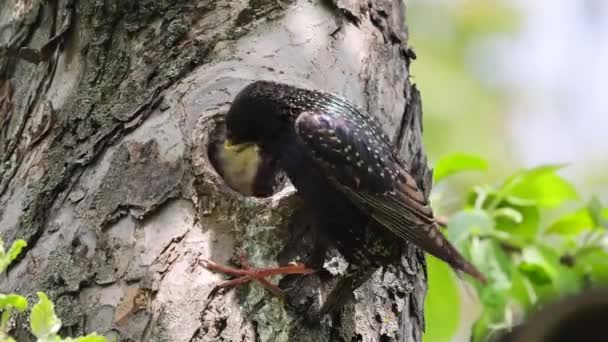 Starling Feeds Its Chick Which Sits Hollow Tree Its Nest — 비디오
