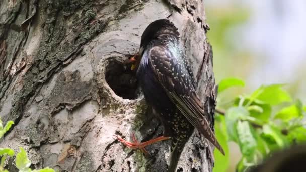 Starling Feeds Its Chick Which Sits Hollow Tree Its Nest — Stok video
