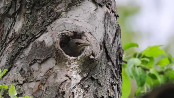 Uno Storno Nutre Suo Pulcino Che Siede Nella Cavità Albero — Video Stock