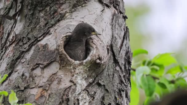 Starling Feeds Its Chick Which Sits Hollow Tree Its Nest — Vídeos de Stock