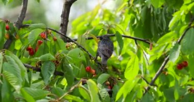  Siyah sığırcık ağaçtaki kirazdan gagalar