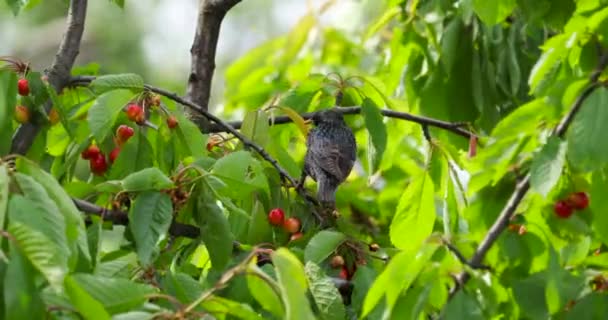 Black Starling Pecks Cherry Tree — Stockvideo