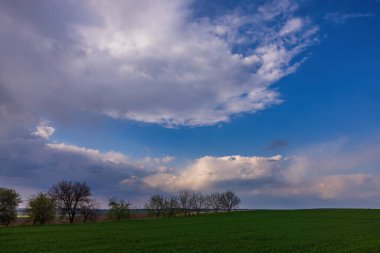 Ukrayna kırsalındaki buğday tarlaları