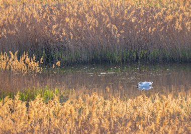 Gölde yüzen beyaz kuğu.