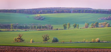 Ukrayna kırsalındaki buğday tarlaları