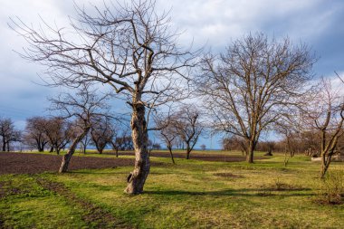 Baharın erken saatlerinde çıplak ağaçlar ve mavi gökyüzü olan bir ağaç..