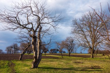 Baharın erken saatlerinde çıplak ağaçlar ve mavi gökyüzü olan bir ağaç..