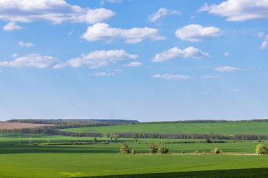 Ukrayna kırsalındaki buğday tarlaları