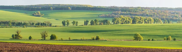 Wheat Fields Countryside Ukraine — Zdjęcie stockowe
