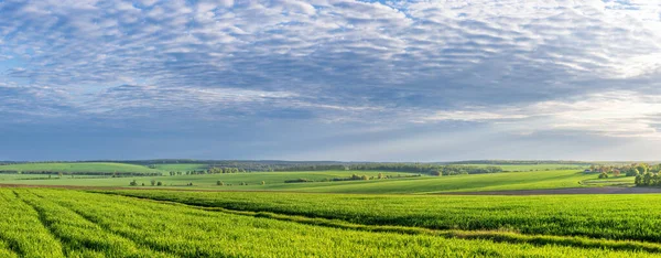 Wheat Fields Countryside Ukraine — Foto Stock