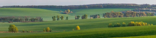 Wheat Fields Countryside Ukraine — Stock Photo, Image