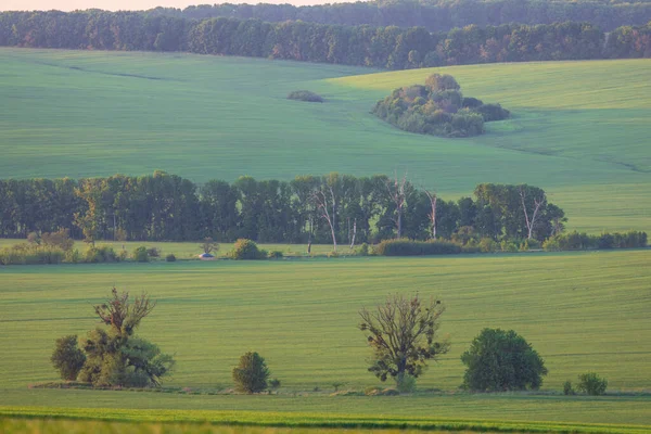 Pola Pszenicy Wsi Ukrainy — Zdjęcie stockowe