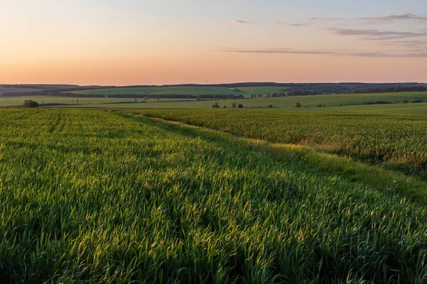 Wheat Fields Countryside Ukraine — Foto Stock