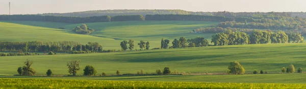 Wheat Fields Countryside Ukraine — Zdjęcie stockowe