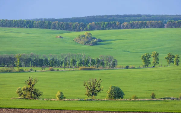 Wheat Fields Countryside Ukraine — Stock Photo, Image