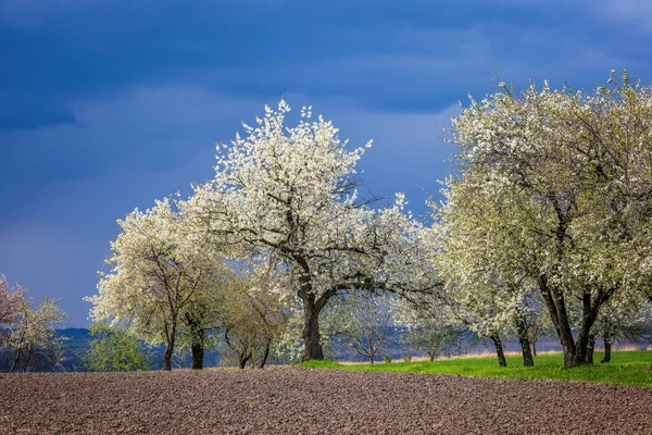 Blooming Cherry Tree Early Spring — Foto Stock