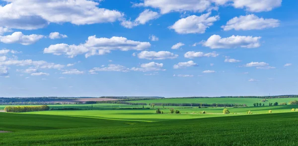 Wheat Fields Countryside Ukraine — Foto Stock