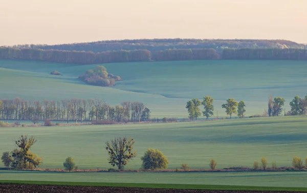 Wheat Fields Countryside Ukraine — Zdjęcie stockowe