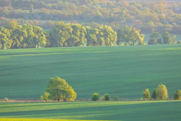 Wheat Fields Countryside Ukraine — Foto de Stock