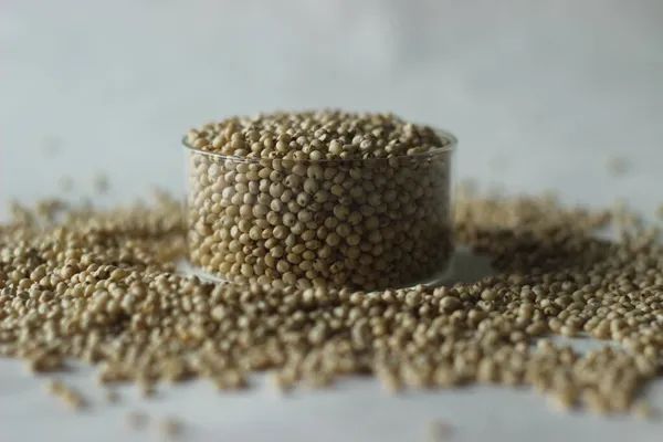 Sorghum Bicolor 에탄올 생산에 사용되는 곡물을 재배되는 종이다 — 스톡 사진
