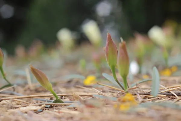 Knospen Und Blühende Weiße Blüten Von Feldkraut Oder Convolvulus Arvensis — Stockfoto