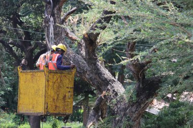 Mumbai, Maharashtra, Hindistan, 25 Mayıs 2021: İşçiler budama çalışmaları kapsamında bir ağacın dallarını kesiyor. Bu Hindistan 'da muson yağmurlarından önce bir hazırlık olarak yapılır. Mumbai 'den bir sahne, yerleşim yeri.