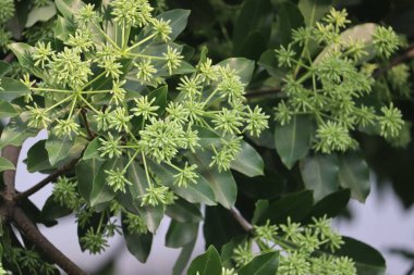 Alstonia bursu, genellikle karatahta ağacı ya da Saptaparni ya da şeytan ağacı olarak bilinir. Apocynaceae familyasından bir tropikal ağaç. Zehirli bir bitki olmasına rağmen tedavi amaçlı kullanılıyor.