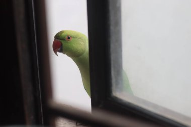 Mutfak penceresinin dışında yeşil Hintli papağan yemek arıyor..