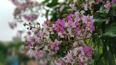 Hindistan ağacının parlak pembe ve açık mor çiçekleri. Lagerstroemia Specosa Hindistan 'ın Gururu, Hindistan' ın Gülü, Queens Crape Myrtle, Crepe Myrtle. Lythraceae ailesinden bir ağaç.
