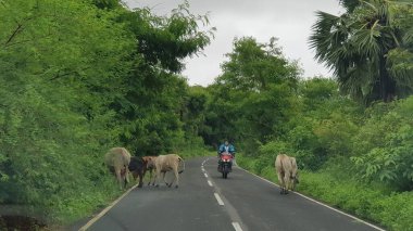 Mumbai, Maharashtra, Hindistan, 15 Temmuz 2021: Muson yağmurlarından sonra yol kenarında otlayan boğalar. Maharashtra, Boisar yolunda görüldü..