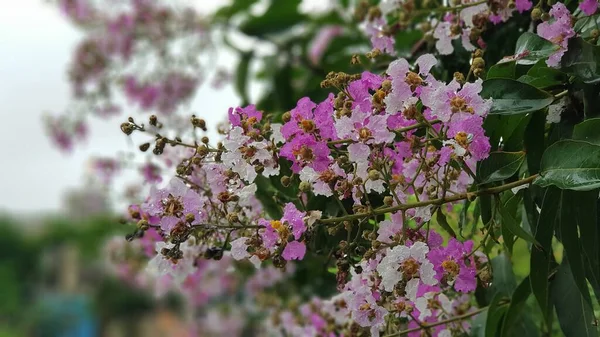 Hindistan Ağacının Parlak Pembe Açık Mor Çiçekleri Lagerstroemia Specosa Hindistan — Stok fotoğraf